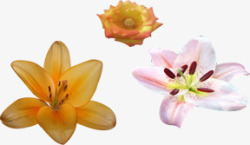 春季清新黄粉色花朵素材