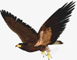 飞翔的鹰鸟鹰飞翔的鹰黑色翅膀的鹰高清图片
