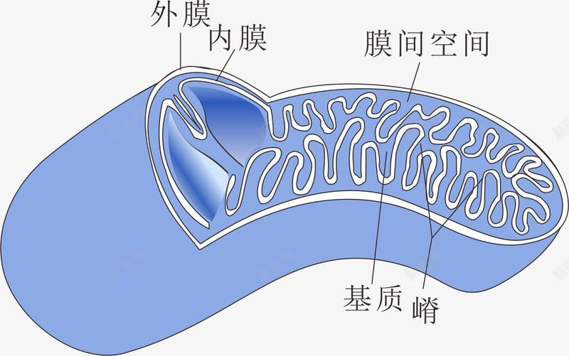 蓝色线粒体png免抠素材_88icon https://88icon.com 手绘 生物 线粒体 线粒体结构图 蓝色 高尔基体