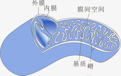 蓝色线粒体素材