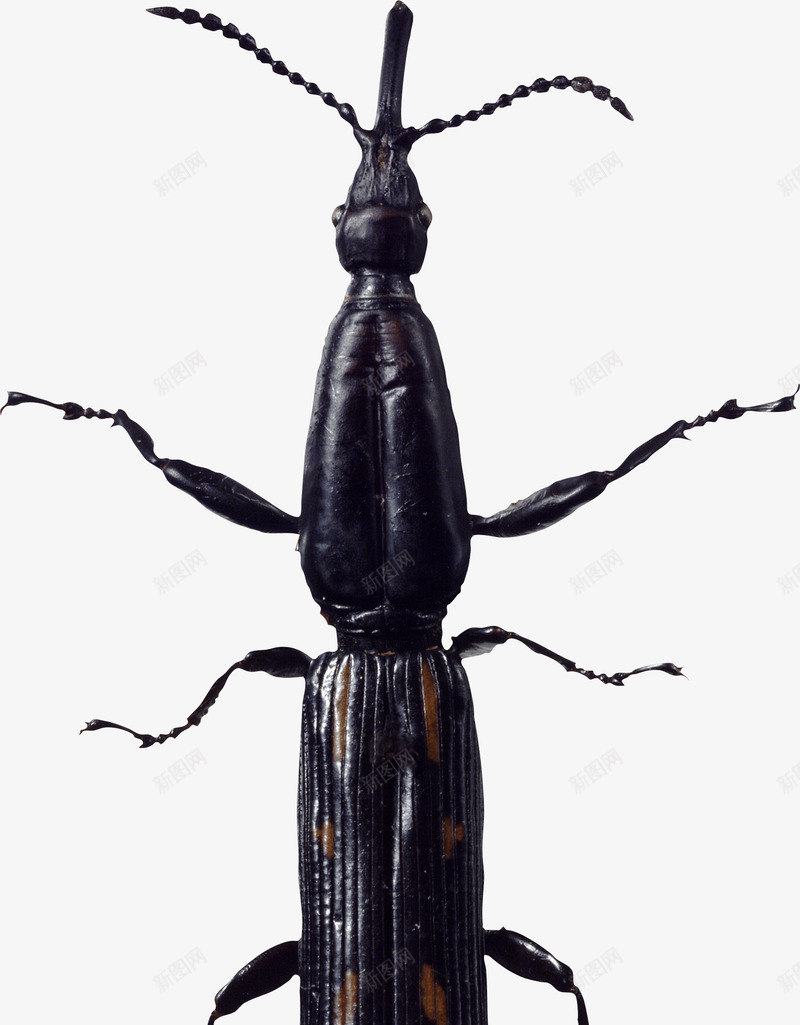 一只虫子png免抠素材_88icon https://88icon.com 动物世界 动物园 实物 昆虫 生物 虫子 黑色