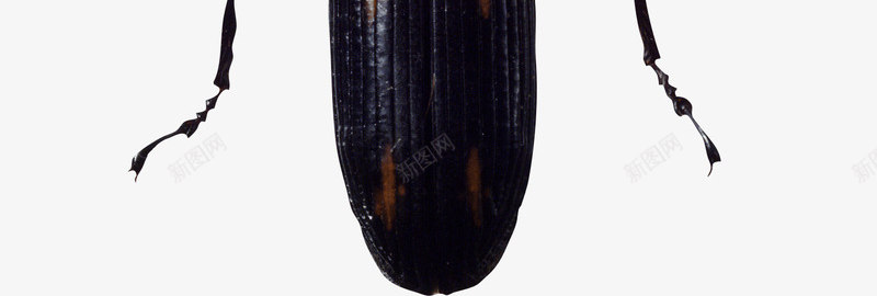 一只虫子png免抠素材_88icon https://88icon.com 动物世界 动物园 实物 昆虫 生物 虫子 黑色