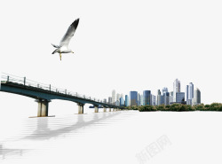 跨海跨海大桥海鸥城市高清图片