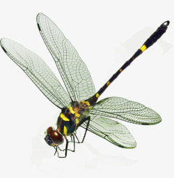 会飞的动物蜻蜓高清图片