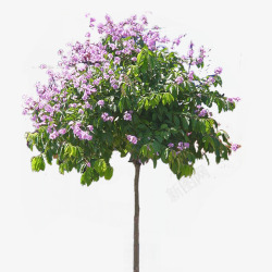 紫薇大花紫薇树高清图片