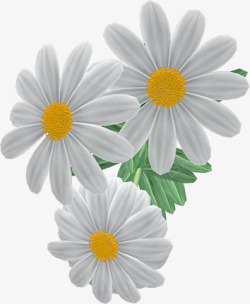鲜花背景图案白色洋甘菊高清图片