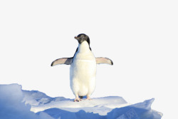 南极冰川景点企鹅高清图片
