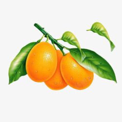 橙子树枝卡通香橙插画高清图片