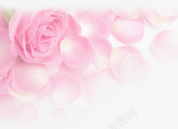 水珠粉色唯美花瓣花朵素材