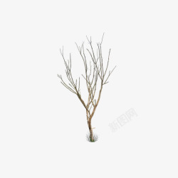 冬天无叶枯树素材