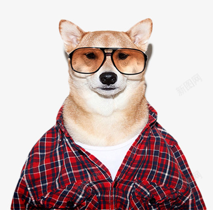 戴眼镜的柴犬片png免抠素材_88icon https://88icon.com 狗狗穿衣服 狗狗衣服 狗衣服 穿衣服的狗