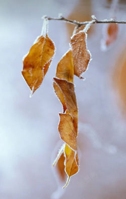 霜降节气植物叶子元素素材