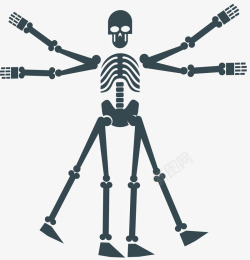 人体骨骼矢量图素材