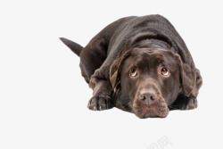 黑色可爱躺着的狗动物素材
