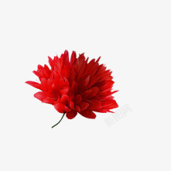 红景天红景天植物花朵美景高清图片