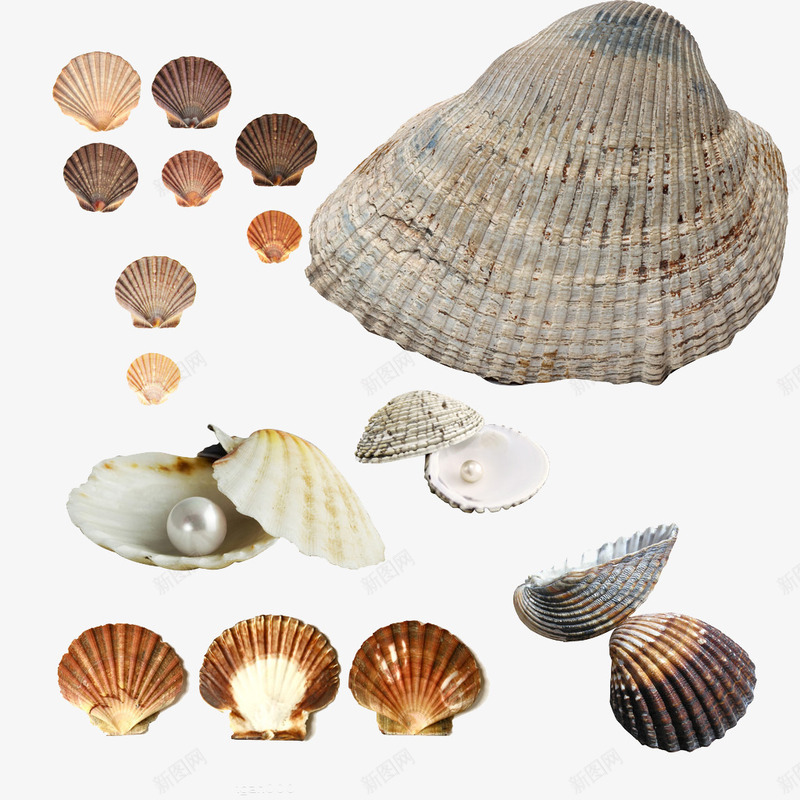 贝壳png免抠素材_88icon https://88icon.com 产品实物 天然贝壳 摆件 海生物 海螺 海边 装饰品 贝壳摆件