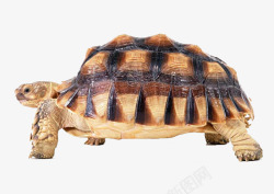 黄色龟壳乌龟爬行的乌龟高清图片