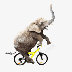 动物大象自行车素材