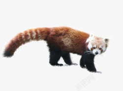 可爱的小熊猫素材