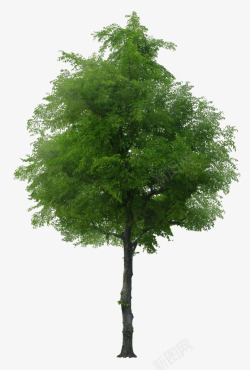 立面树生长茂盛的绿色树木素材