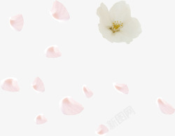 白色浪漫婚庆花朵花瓣素材