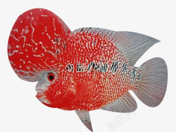 罗汉鱼红色珍珠罗汉鱼高清图片