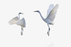 展翅两只起飞的白鹭高清图片