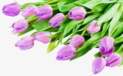 漂亮紫色郁金香花朵素材