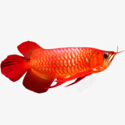 马来红龙金龙鱼素材