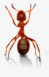 蚂蚁png免抠素材_88icon https://88icon.com 励志蚂蚁 昆虫 蚂蚁 蝼蚁