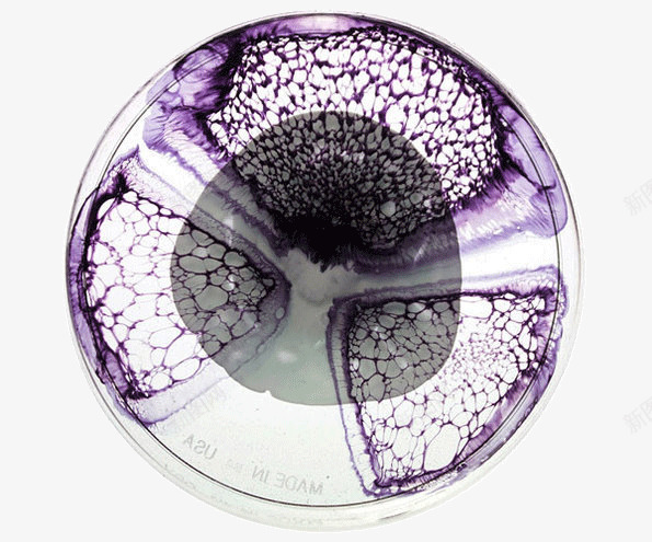 盘子里的视觉艺术png免抠素材_88icon https://88icon.com 创意 培养皿 微生物 盘子 艺术 视觉
