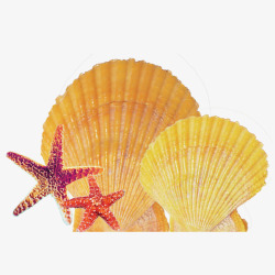 海洋装饰黄色贝壳海星素材