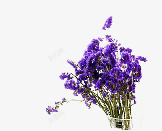 勿忘我png免抠素材_88icon https://88icon.com 勿忘我花朵 星辰花 紫色的花 背景图片 观赏花图片 鲜花