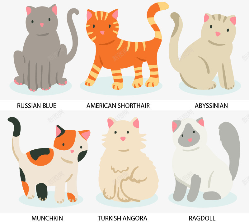 可爱宠物猫png免抠素材_88icon https://88icon.com 俄罗斯蓝猫 土耳其安哥拉猫 宠物 布偶猫 美国短毛猫 芒奇金猫 阿比西尼亚猫