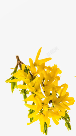 黄色春花黄色的迎春花高清图片