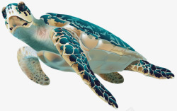 大海龟手绘彩色大海龟高清图片