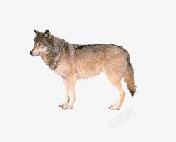 灰狼原始素材