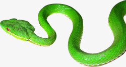 绿色蛇毒蛇青竹蛇啊高清图片