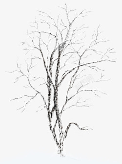 冬季枯树枯树高清图片