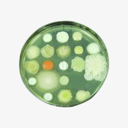 酵母菌与细菌素材