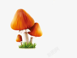 长在草地上的蘑菇素材