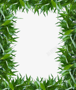 绿叶富贵竹素材