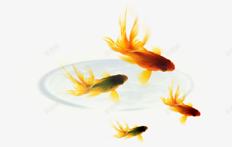 四条金鱼psd免抠素材_88icon https://88icon.com 休闲 水中动物 水波 游动的鱼