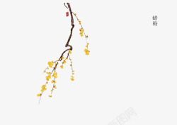 梅花枝干黄色腊梅高清图片