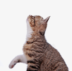 虎纹抬头的猫咪高清图片