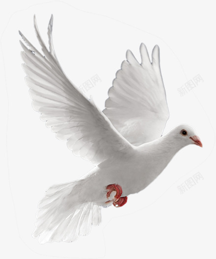 白色白鸽党建宣传png免抠素材_88icon https://88icon.com 党庆 党建 宣传 白色 白鸽