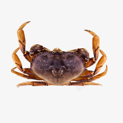 面包蟹面包蟹螃蟹抠图高清图片