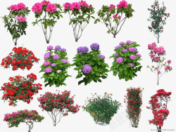 多彩花卉标签花卉图案高清图片