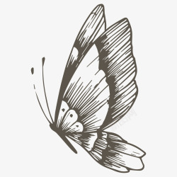 一只蝴蝶素描蝴蝶高清图片