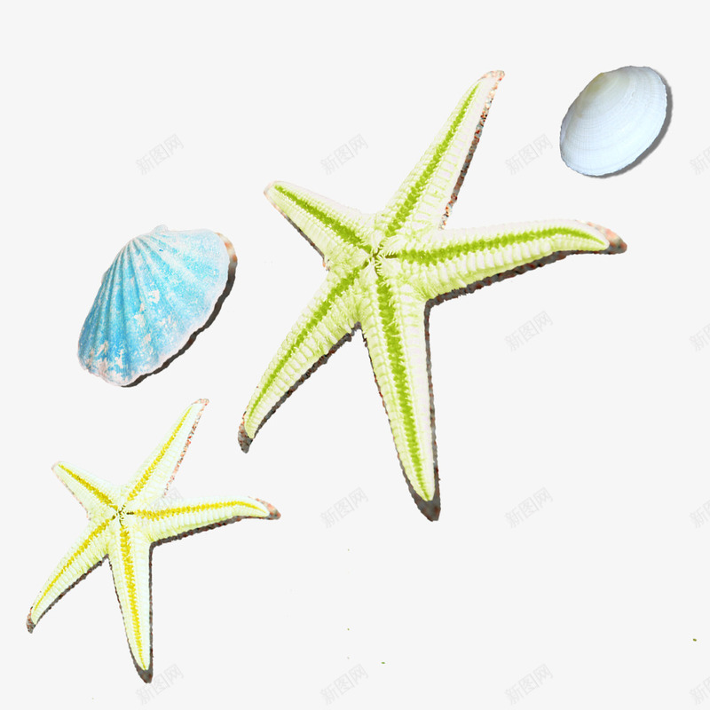 海星和贝壳png免抠素材_88icon https://88icon.com 插画 海中生物 海星 绿色 蓝色贝壳